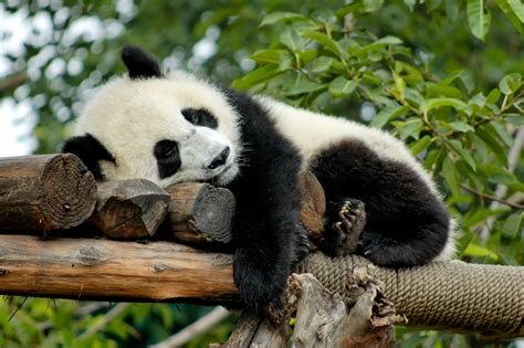 all pandas in the world are on loan from china